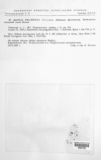 Monilinia fructigena image